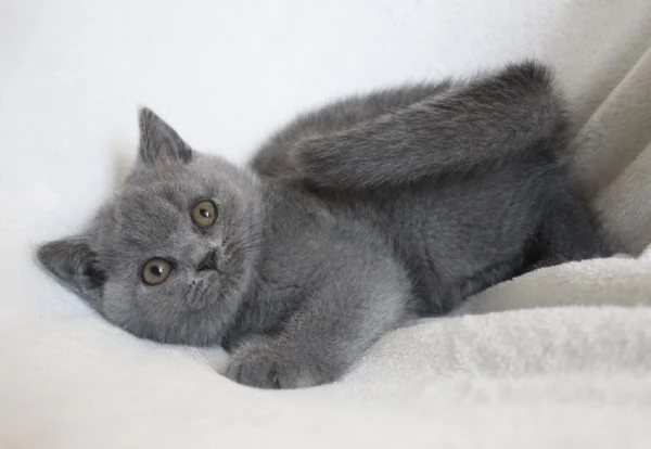 Gattini British Shorthair | Foto 2