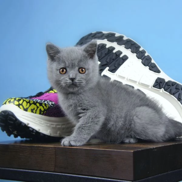 Due meravigliose British shorthair | Foto 0