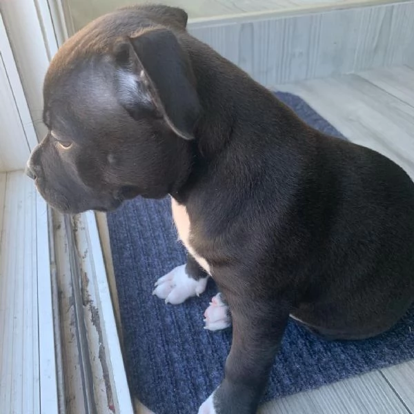  splendido cucciolo di Pitbull | Foto 1