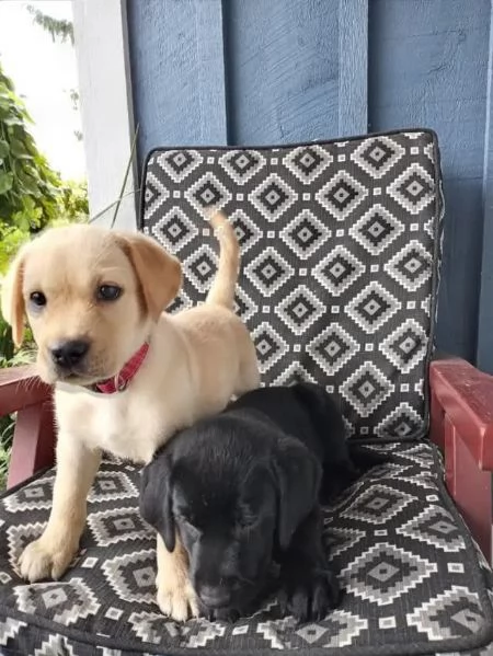 adorabili cuccioli di Labrador  | Foto 1