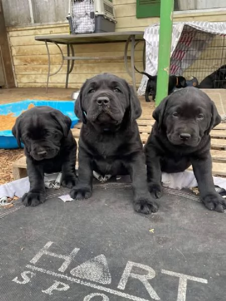 adorabili cuccioli di Labrador  | Foto 0