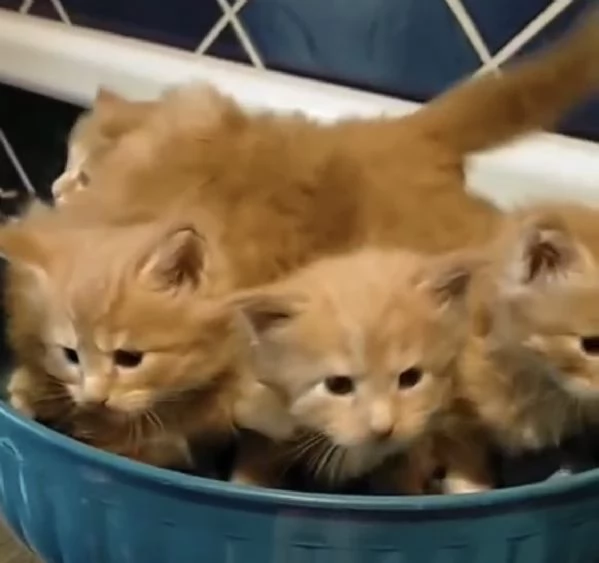 Maine coon