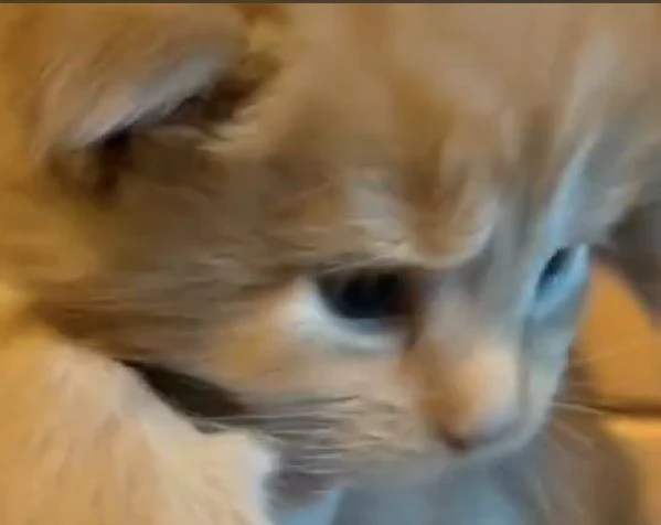 Maine coon | Foto 3