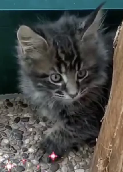 Maine coon | Foto 2