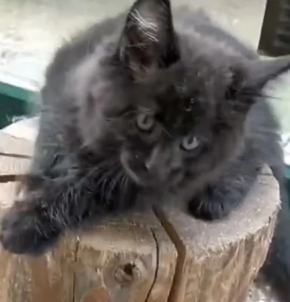 Maine coon | Foto 1