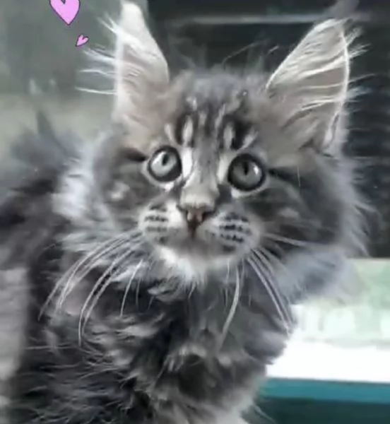 Maine coon | Foto 0