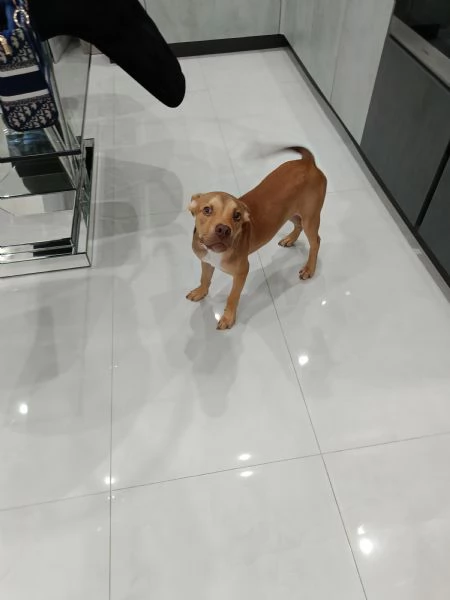 PITBULL RED NOSE