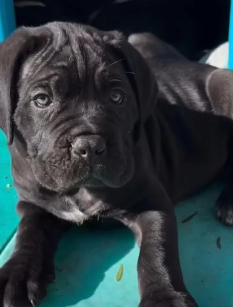 Cane Corso cuccioli maschio e femmina | Foto 0