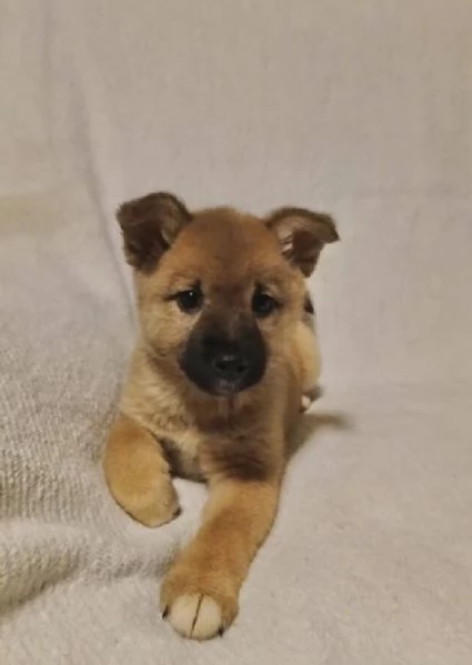 Shiba Inu cuccioli maschio e femmina | Foto 1