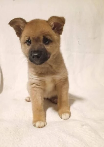 Shiba Inu cuccioli maschio e femmina | Foto 0