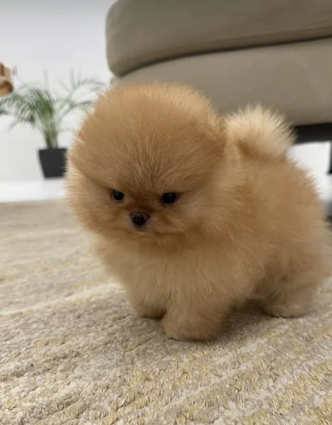 Pomeranian Toy cuccioli maschio e femmina