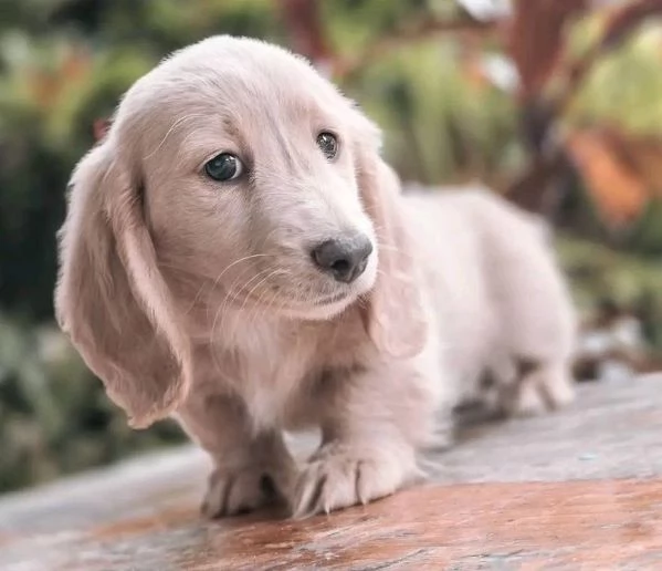 Bassotto cuccioli maschio e femmina