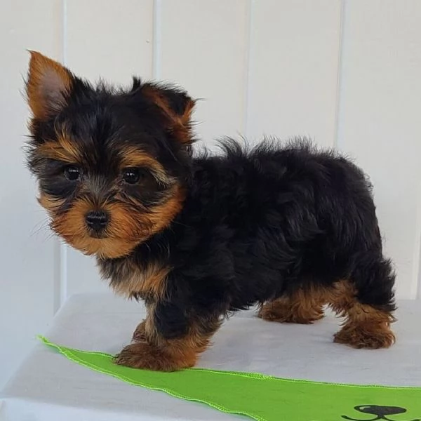 Yorkshire Terrier cuccioli maschio e femmina