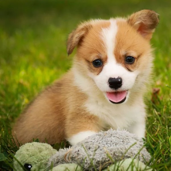 Welsh Corgi cuccioli maschio e femmina