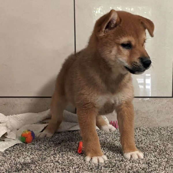 Shiba Inu  cuccioli maschio e femmina