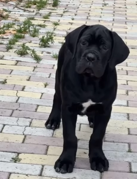Cane corso cuccioli maschio e femmina