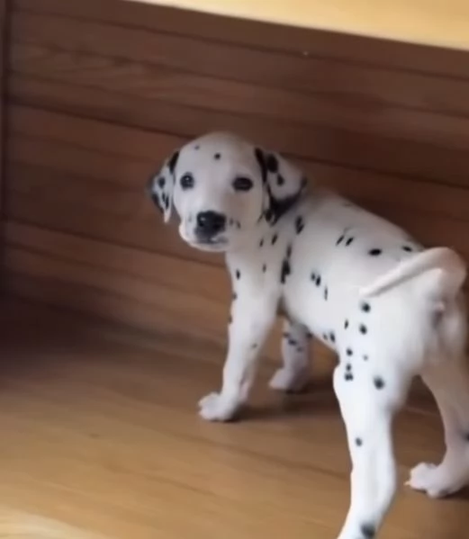 Dalmata  cuccioli maschio e femmina