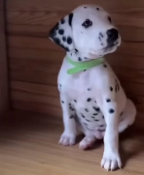 Dalmata  cuccioli maschio e femmina | Foto 0