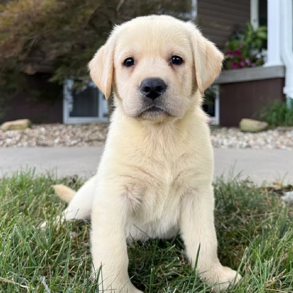 Labrador cuccioli maschio e femmina