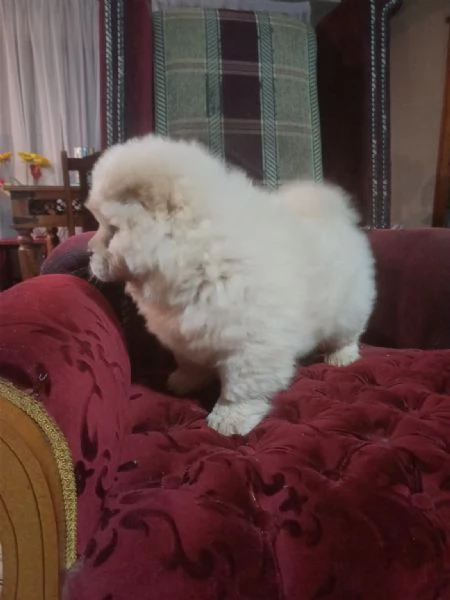 Chow chow cuccioli maschio e femmina | Foto 0