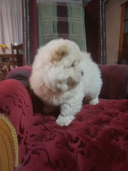 Chow chow cuccioli maschio e femmina