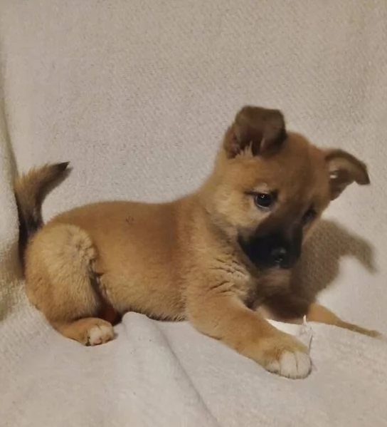 Shiba Inu cuccioli maschio e femmina | Foto 0