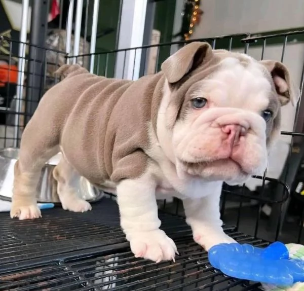 Bulldog Inglese cuccioli maschio e femmina