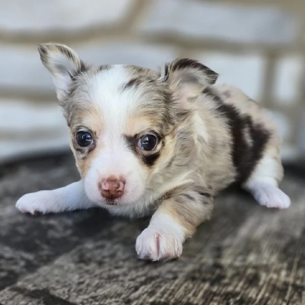 Mini  Toy  chihuahua cuccioli maschio e femmina