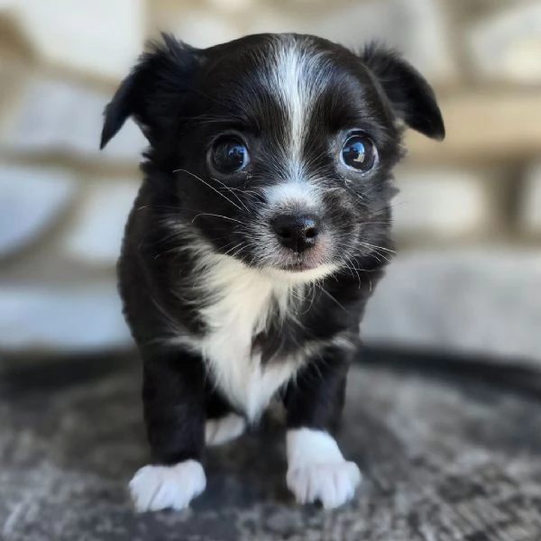 Mini  Toy  chihuahua cuccioli maschio e femmina | Foto 0
