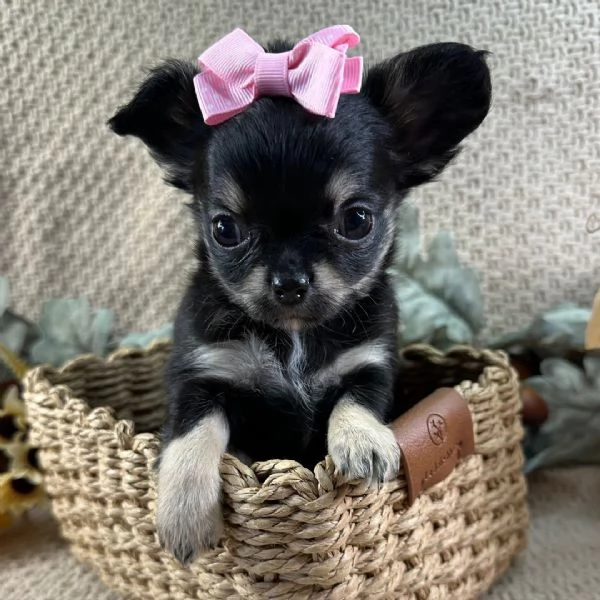 Chihuahua teacup cuccioli maschio e femmina