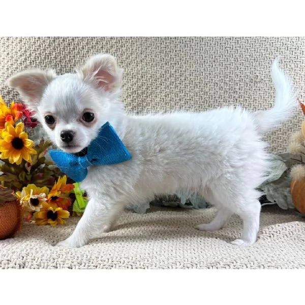 Chihuahua cuccioli maschio e femmina