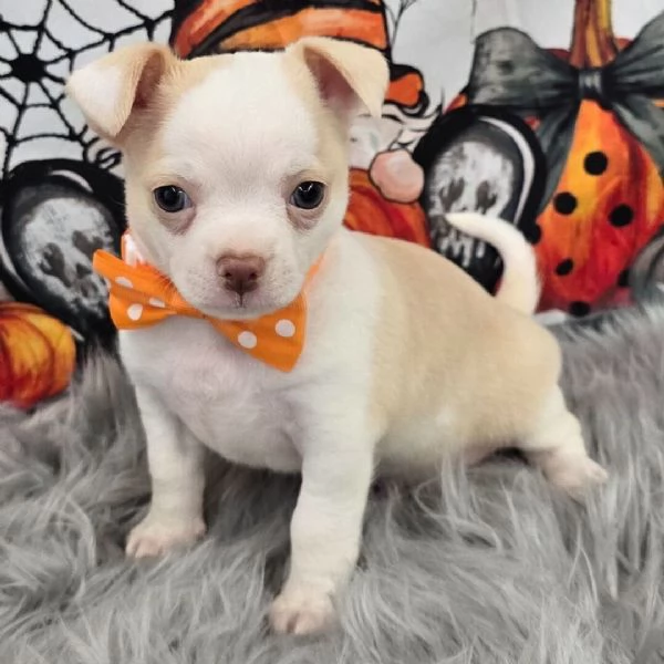 Chihuahua cuccioli maschio e femmina | Foto 0