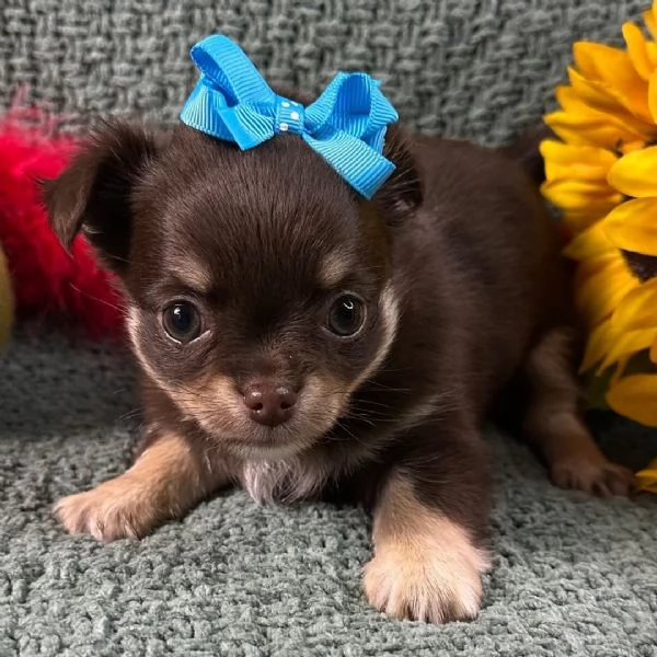 nera pelo lungo  Chihuahua Toy cuccioli maschio e femmina