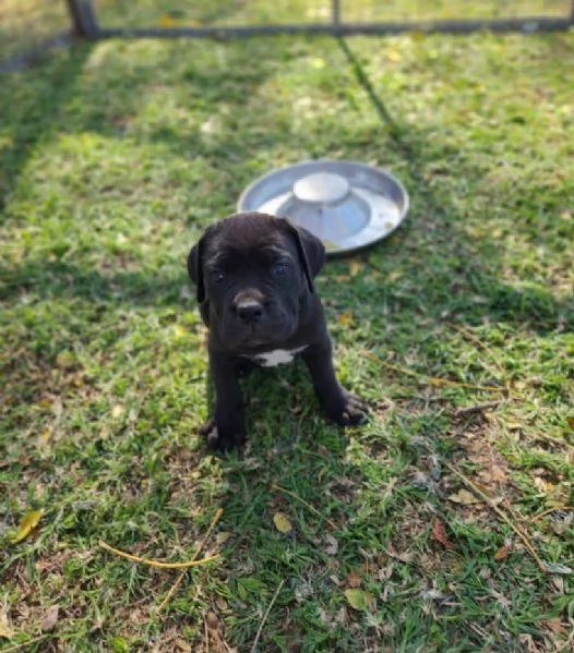 Cane Corso cuccioli maschio e femmina | Foto 1