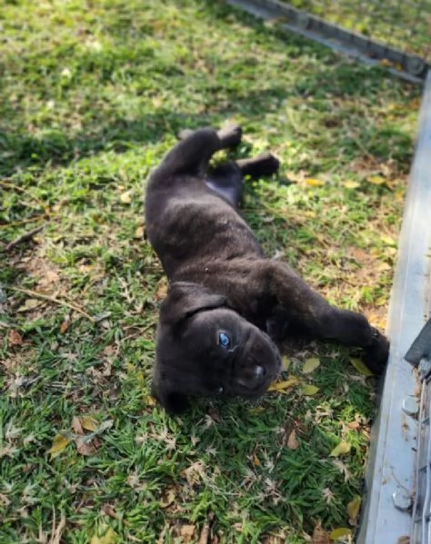 Cane Corso cuccioli maschio e femmina