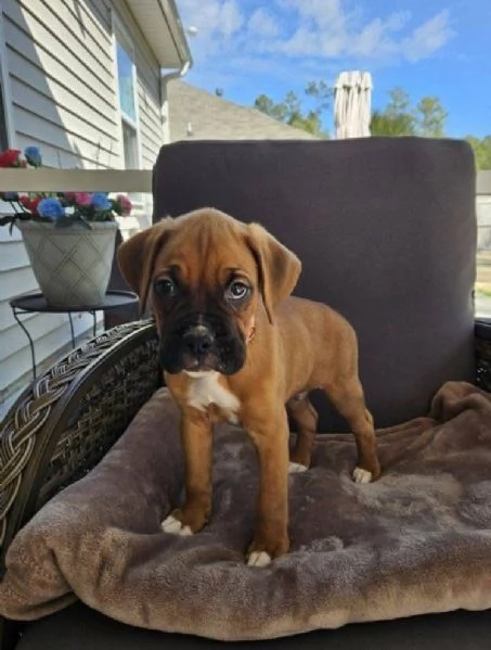 Boxer cuccioli maschio e femmina