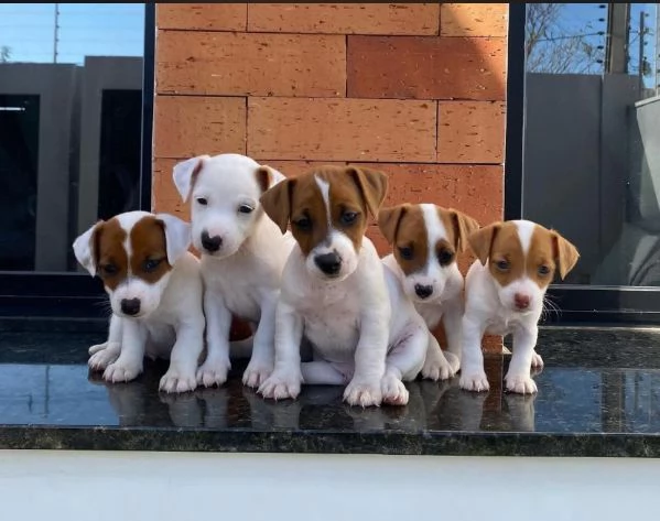 Jack Russell cuccioli maschio e femmina