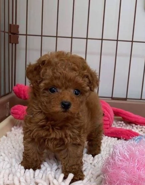 Barboncino Toy cuccioli maschio e femmina | Foto 0