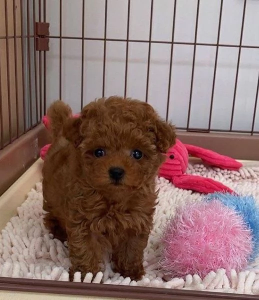 Barboncino Toy cuccioli maschio e femmina