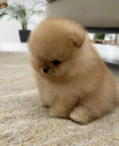Pomeranian Toy cuccioli maschio e femmina | Foto 0