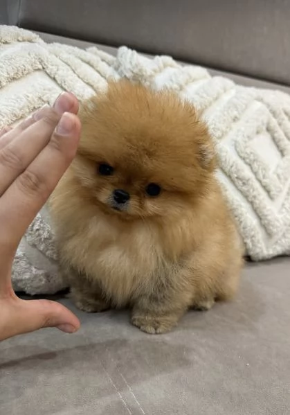 Pomeranian Toy cuccioli maschio e femmina