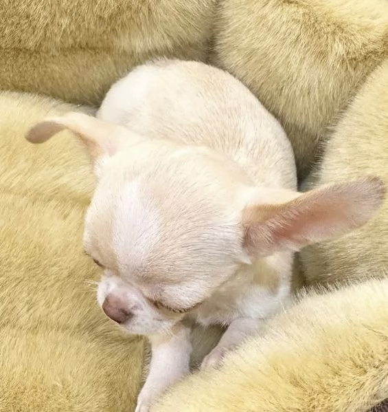 Chihuahua Toy cuccioli maschio e femmina | Foto 1
