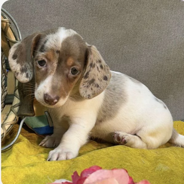 Bassotto Mini cuccioli maschio e femmina | Foto 0