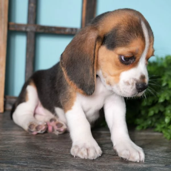  Beagle cuccioli maschio e femmina | Foto 0