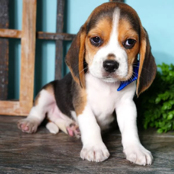  Beagle cuccioli maschio e femmina