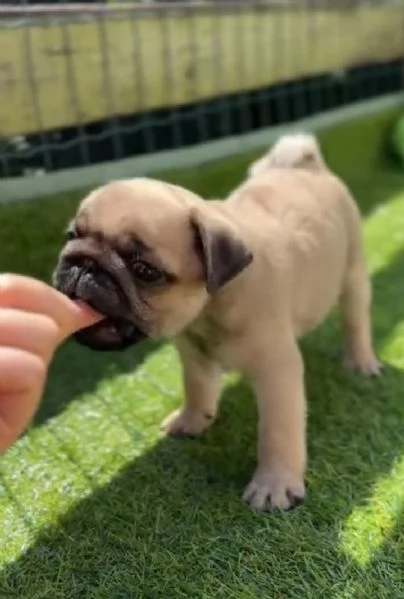  Carlino Pug cuccioli maschio e femmina