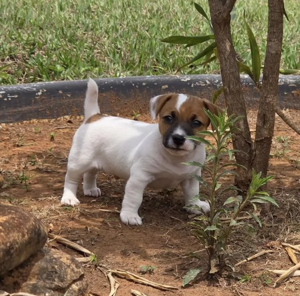 Jack Russell cuccioli maschio e femmina | Foto 0