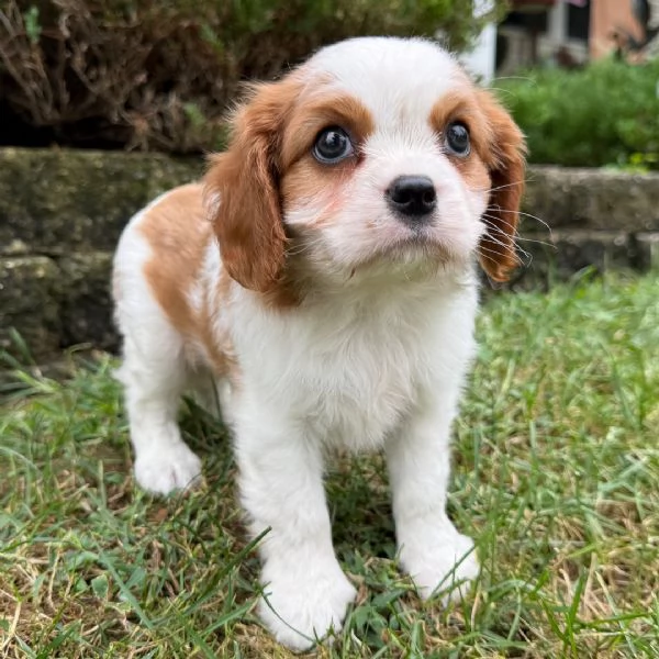 Cavalier King Charles cuccioli maschio e femmina