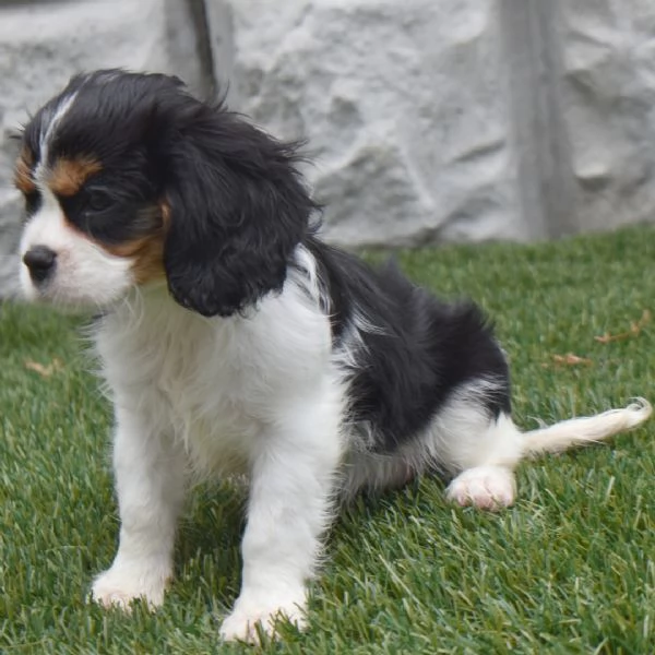 Cavalier King Charles cuccioli maschio e femmina | Foto 0
