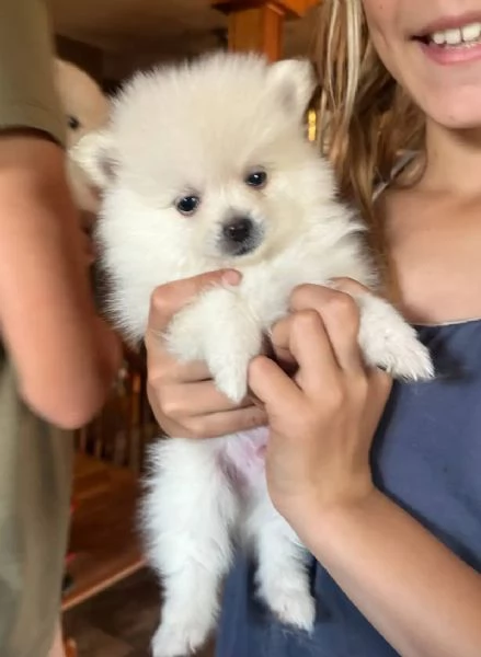 3 Pomeranian Toy cuccioli maschio e femmina
